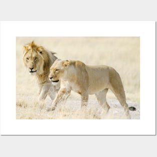 Two Lions on African savanna Posters and Art